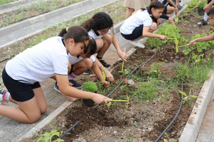 Marmaris’te Minik Çiftçiler Hasada Başladı