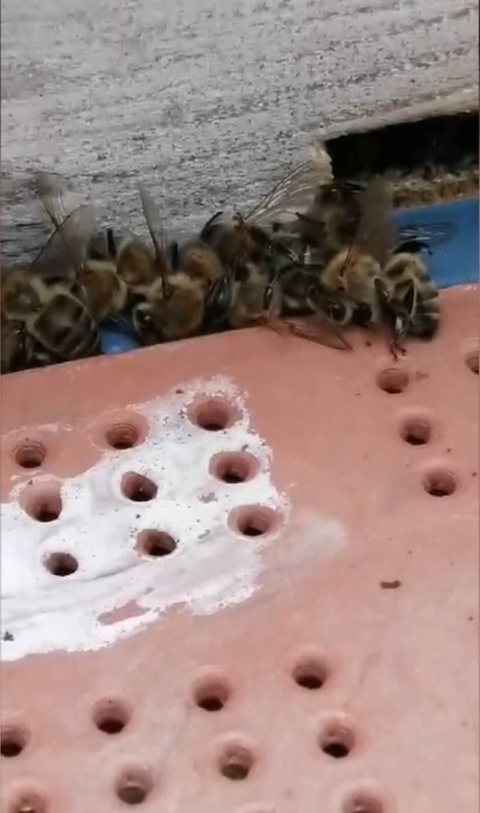 Çanakkale’de 80 Kovandaki Çok Sayıda Arı Telef Oldu