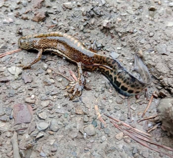 Ilgaz Dağı Milli Parkı’nda Anadolu Semenderi Görüntülendi