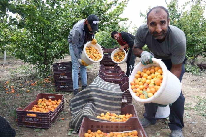 Enkaz Kentte Kayısı Hasadı: Tarladan 20 Tl’ye Yurt İçine, 25 Tl’den Yurt Dışına Satılıyor