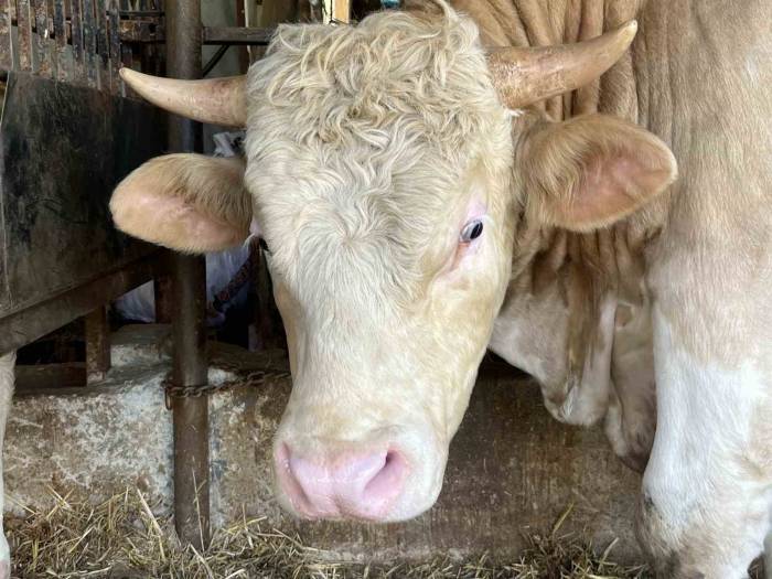 1 Ton 100 Kiloluk Paşa 265 Bin Tl’ye Satıldı: "Ortalığı Yıkacak Bir Hayvana Sahibiz"