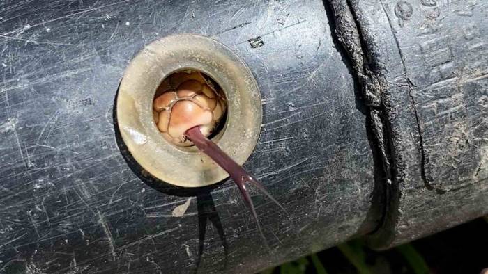 Tokatlı Çiftçi Boru Döşerken Gelen Sesin Kaynağını Öğrenince Hayrete Düştü