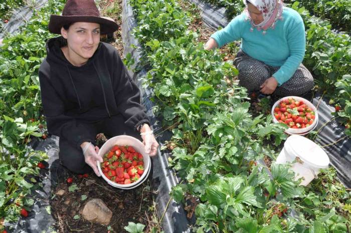 Devlet Desteğiyle Kurulan Çilek Bahçeleri Yüzlerce Kadına İş Olanağı Sağlıyor