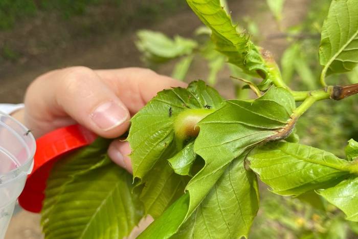 Arıcılık Faaliyetlerini Etkiliyor