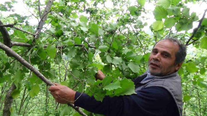 Fındık Dallarını Gören Fındık Üreticisi Yeni Sezon Öncesi Hem Umutlu Ve Hem Temkinli Konuştu