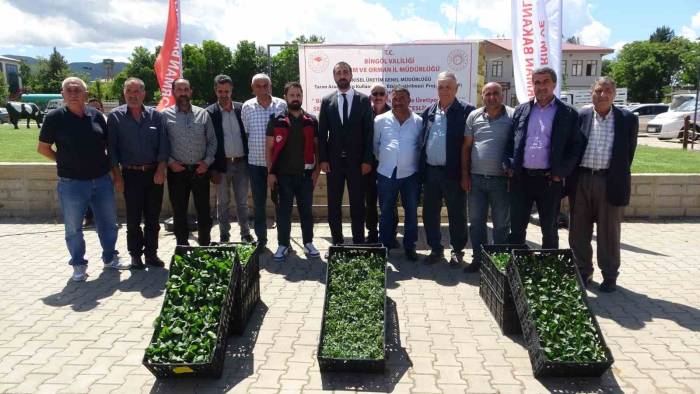 Bingöl’de Çiftçiye 390 Bin Fide Dağıtıldı