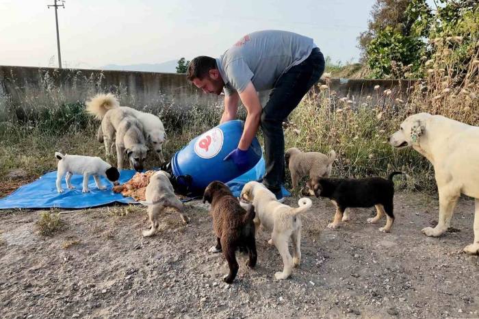 Efeler Belediyesi, Sokak Hayvanları İçin Çalışmalarını Sürdürüyor