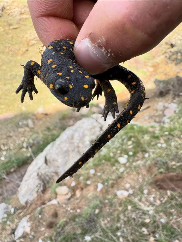 Elazığ’da ‘Sarı Benekli Semender’ Görüldü