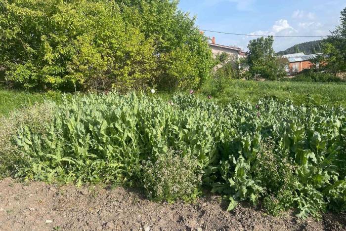 Jandarma İzinsiz Ekilen Haşhaşı İmha Etti