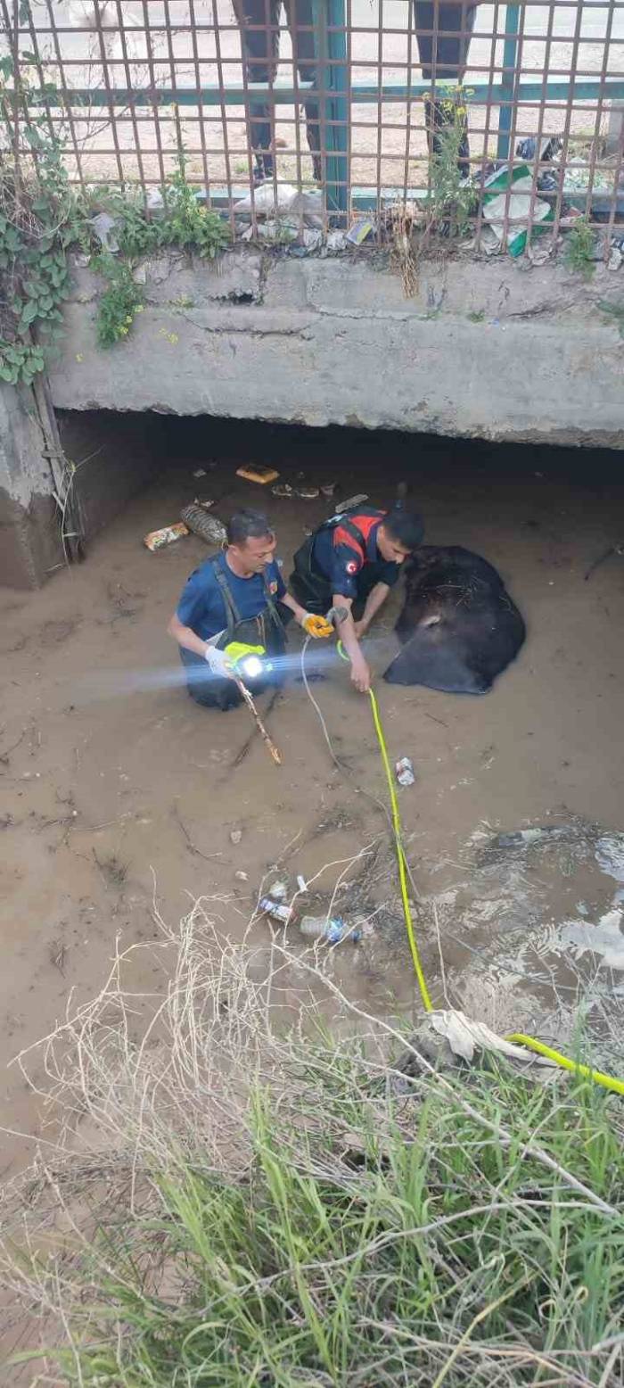 Iğdır’da Sulama Kanalına Düşen İnek Telef Oldu