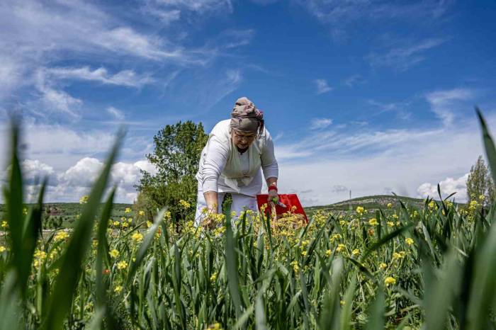 Oğlunun Ölümüyle Kendini Doğaya Verdi: 41 Çiçekten Organik Reçel Elde Ediyor
