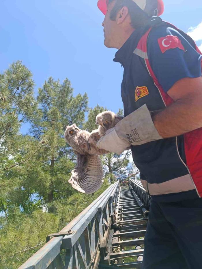 Yuvasından Düşen Yavru Baykuşların İmdadına İtfaiye Ekipleri Yetişti