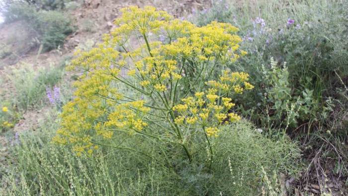 Çakşır Otu Projesi Ödül Aldı