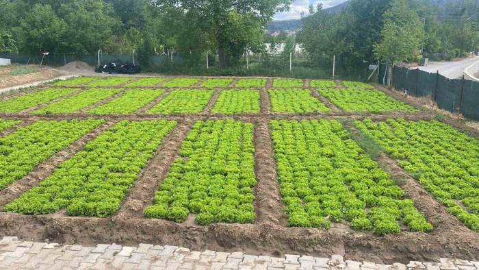 Bahar Yağmurları Tarlalara Can Suyu Oldu