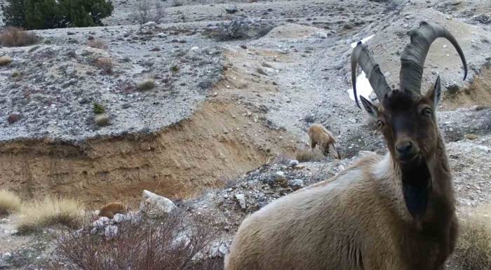 Yaban Hayvanları Fotokapana Yansıdı