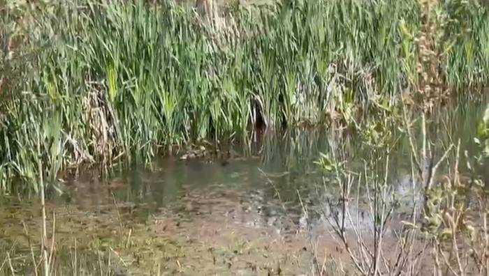 Kars’ta Anne Ördek Ve Yavruları Doğal Yaşama Bırakıldı