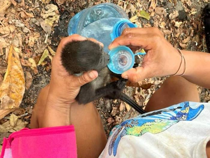 Meksika’da Aşırı Sıcaklar Nedeniyle 147 Maymun Telef Oldu