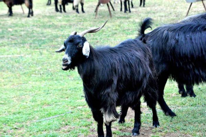 Muğla’da Kurban Bayramı Öncesi Çobanların Mesaisi Yoğunlaştı