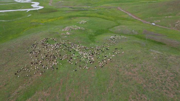 Göçerler Faraşin Yaylası’na Ulaştı