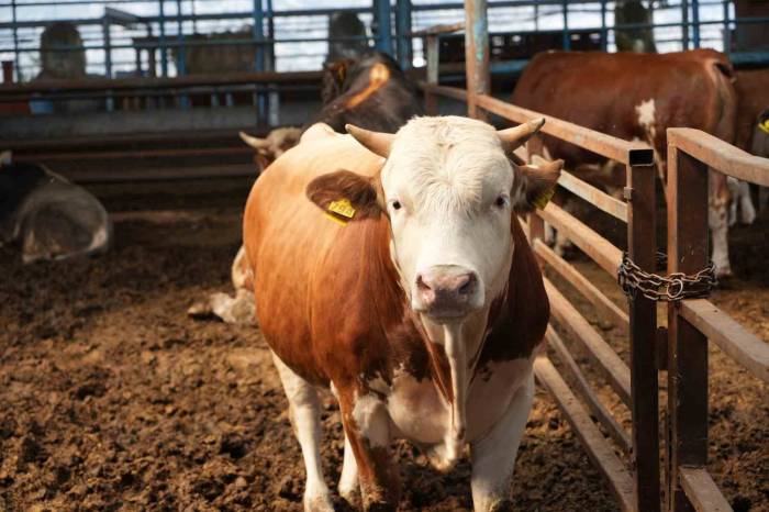Adana’da Kurbanlık Fiyatları Belli Oldu
