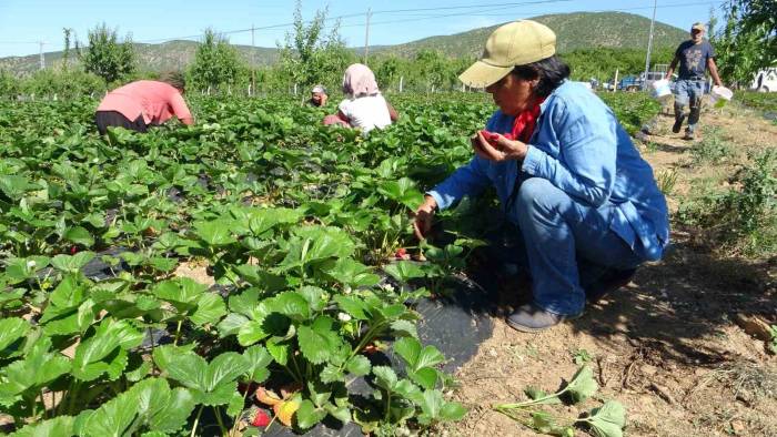 5 Dönümle Başladı Siparişlere Yetişemiyor