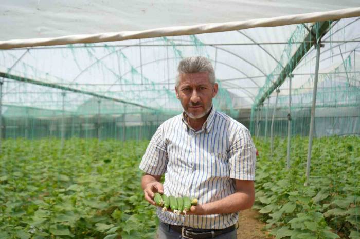 Marmara’nın ’küçük Antalya’sı’ Olarak Bilinen Söğüt Ve İnhisar İlçelerine Bağlı Köylerde Salatalık Hasadı Başladı