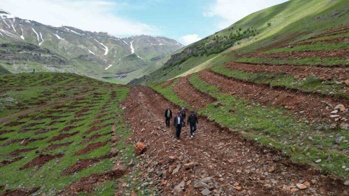 Şırnak’ta Terörün Bittiği Dağlar 70 Bin Fidanla Yeşillenecek