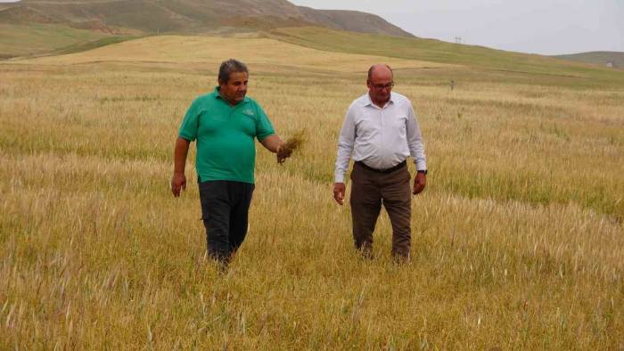 Kuraklık Çiftçiyi Vurdu, Sararıp Kuruyan Ekinler Hayvanlara Yem Olacak