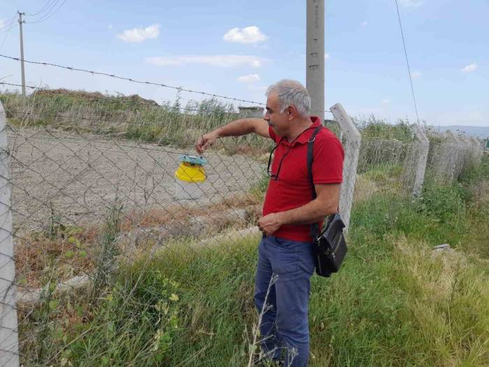 Pamukta Pembe Kurt Mücadelesi Sürüyor