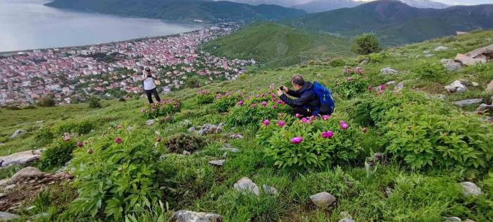 Sadece 20 Günlük Ömrü Olan Şakayıklar Çiçek Açtı