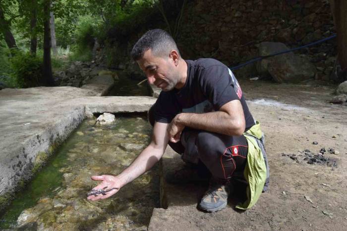 Dicle’de ’sarı Benekli’ Semender Görüldü