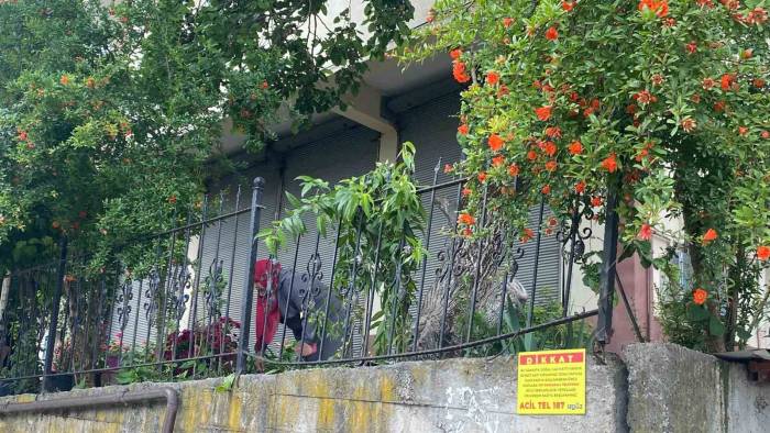 Dut Toplamak İçin Çıktığı Ağaçtan Düşerek Demir Korkuluklara Saplandı