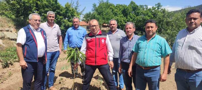 Aydın’dan 2023 Yılında 2 Bin 240 Ton Kestane Yurtdışına İhraç Edildi