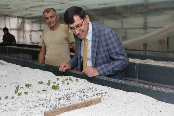 Başkan Eyüp Kahveci Tıbbi Ve Aromatik Bitki Merkezini İnceledi