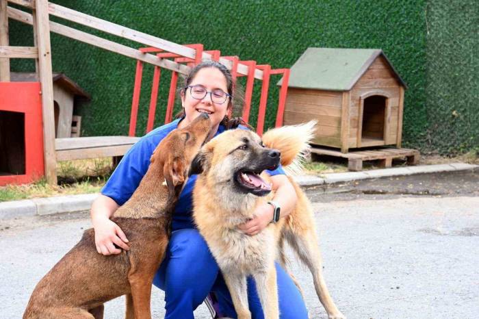 Beşiktaş Belediye Başkanı Akpolat: “Sokak Hayvanları Konusu Bütüncül Biçimde Ele Alınmalı”