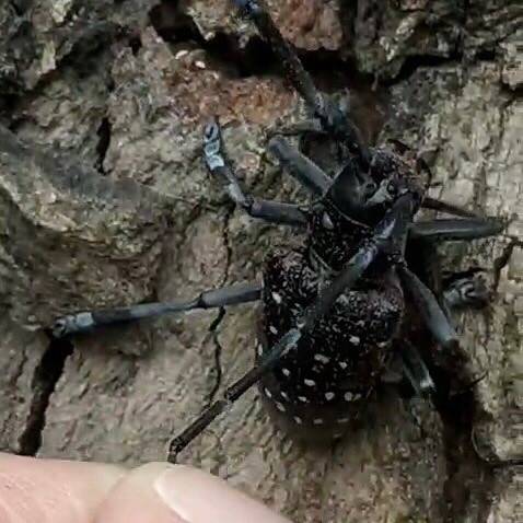 Köyceğiz’de Turunçgil Uzun Antenli Böceği’ne Dikkat Çekildi