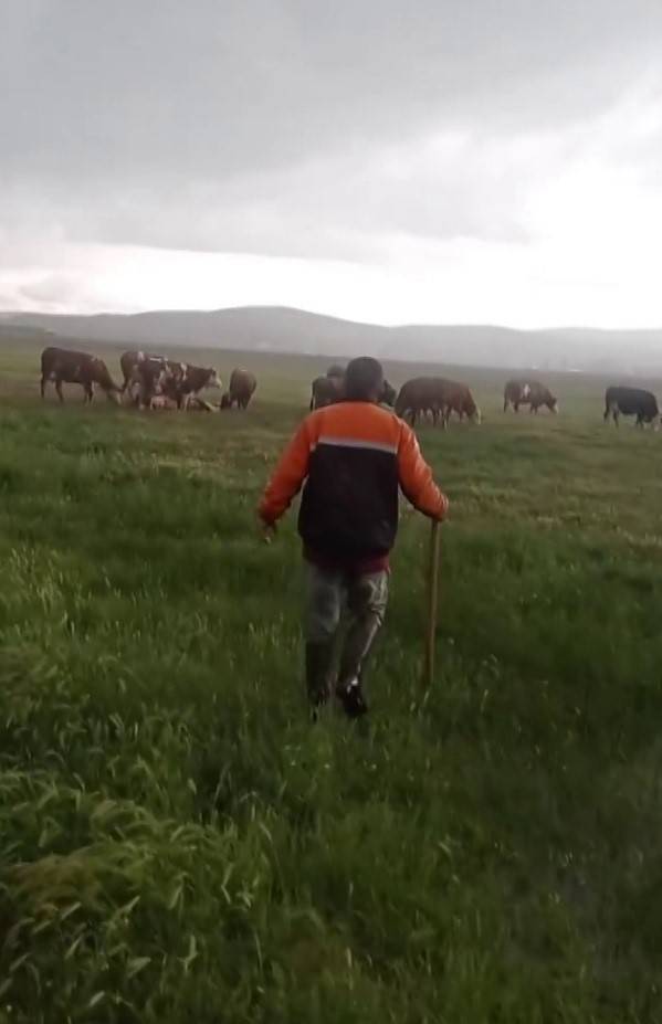 İneğe Yıldırım Çarptı, Diğerleri Başında Toplandı