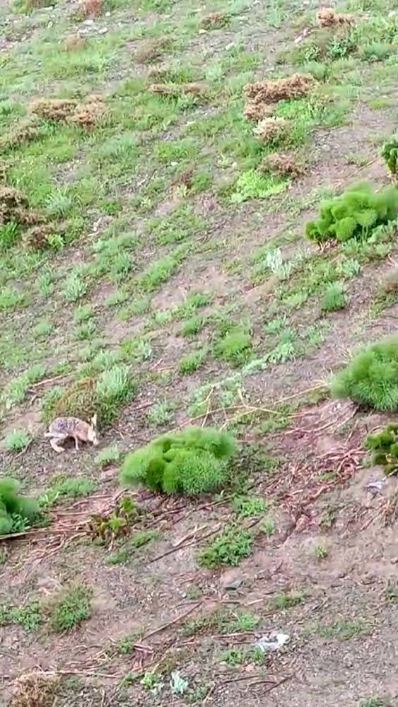 Kayda Aldığı Tavşanla Sohbeti Gülümsetti
