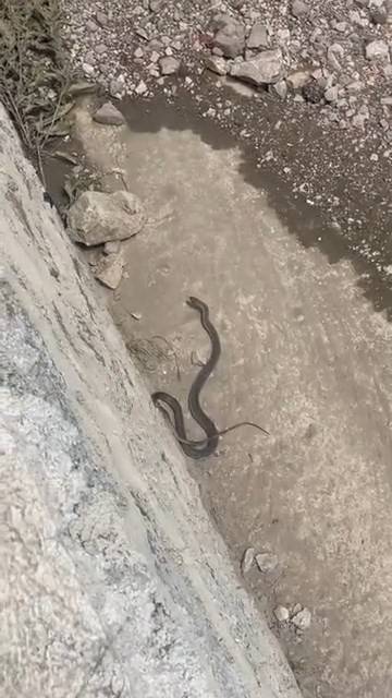 İki Farklı İlçede Yılan Paniği