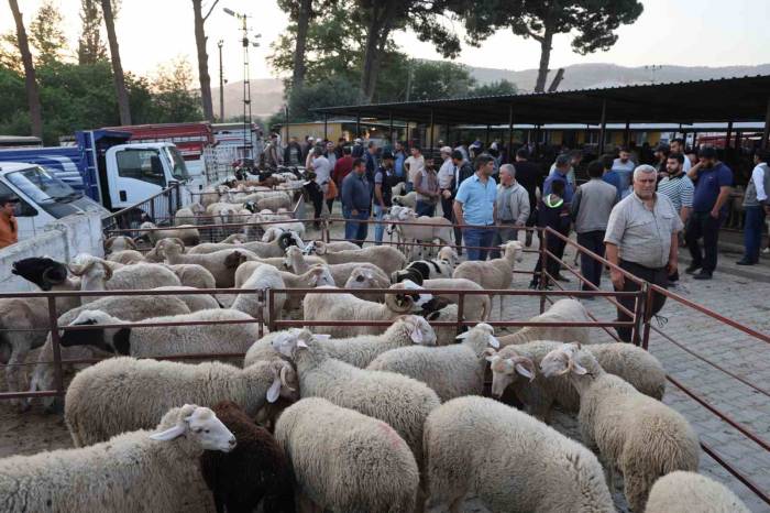 Aydın’da Kurbanlıklar Pazara İndi