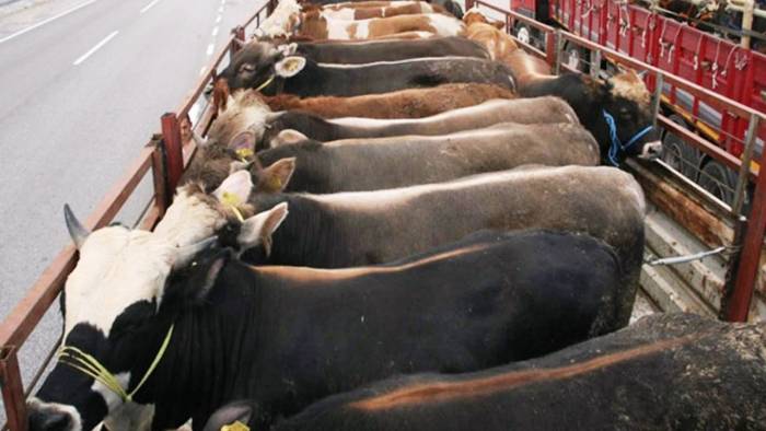 Kurbanlık Sevkiyatında Dikkat Edilmesi Gereken Hususlar