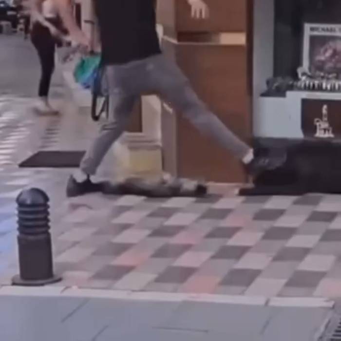 İzmir’de Yasaklı Irk Köpek Kediye Saldırmıştı, Sahibi Adliyeye Sevk Edildi