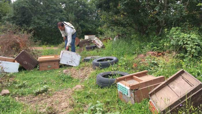 Kovanları Parçalandı, Arıları Telef Oldu