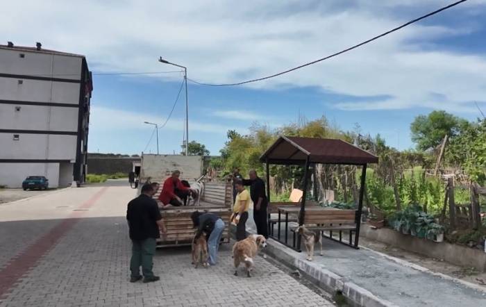 Artvin’in Arhavi İlçesinde Başıboş Sokak Köpekleri Mahalleliyi Birbirine Düşürdü
