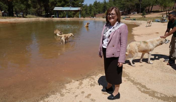 Türkiye’de Gündem Olan Köpek Sorununa Gaziantep’te Örnek Çözüm