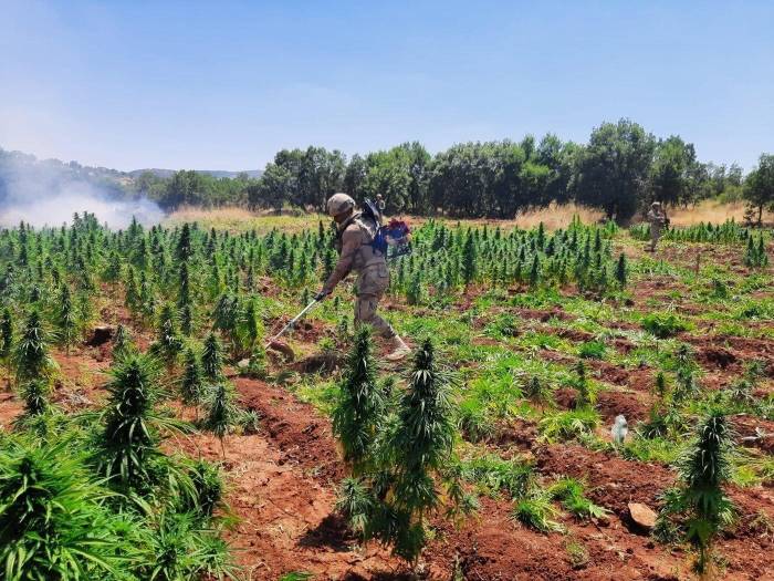 Diyarbakır’da 113 Bin Kök Kenevir Ele Geçirildi