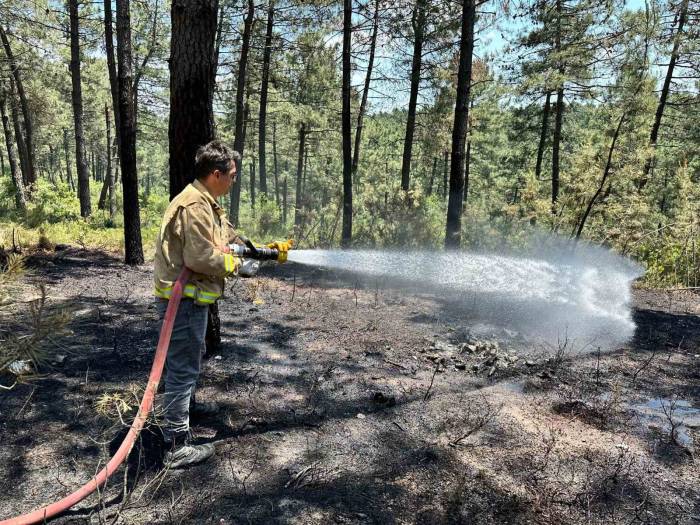 Pendik’te Ormanlık Alanda Yangın