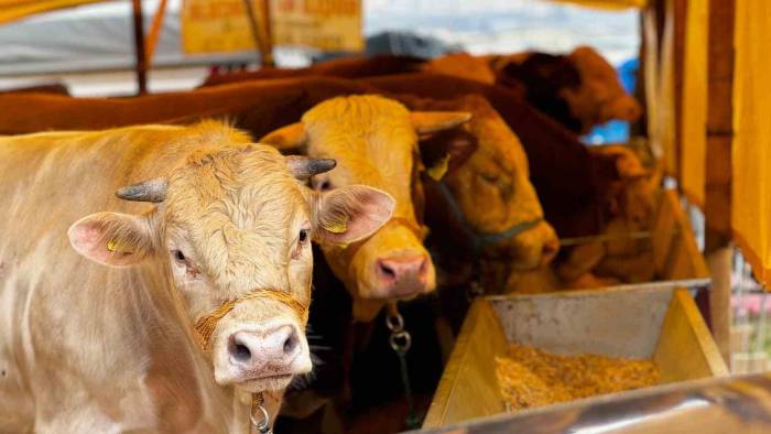 Sincan’da Çimşit Ve Yenikent Kurban Pazarları Kuruldu