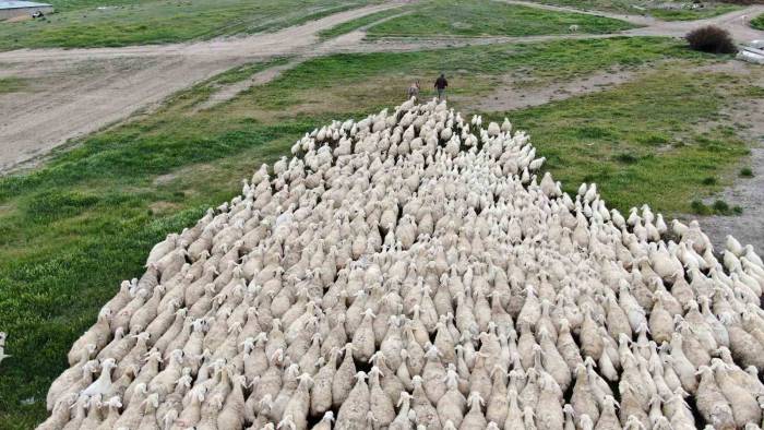 Yerli ‘Kangal Akkaraman’ Koyununda İyi Bakım Doğum Oranını Arttırdı