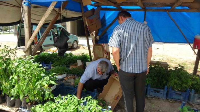 Adana’da Ata Tohumu Ve Fidelerine Yoğun İlgi